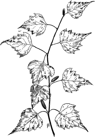 Birch Tree Branch Coloring Page